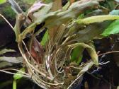 Akvariumo Augalai - Cryptocoryne sp. - nuotraukos Nr. 4