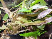 Akvariumo Augalai - Cryptocoryne sp. - nuotraukos Nr. 5