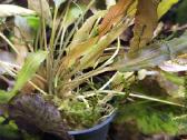 Akvariumo Augalai - Cryptocoryne sp. - nuotraukos Nr. 6