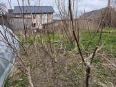 Graikiškų riešutmedžių sodinukai - nuotraukos Nr. 4