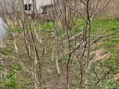 Graikiškų riešutmedžių sodinukai - nuotraukos Nr. 5