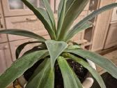 Kambarine gele"agave".