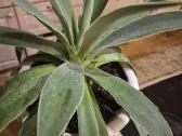 Kambarine gele"agave". - nuotraukos Nr. 2