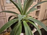 Kambarine gele"agave". - nuotraukos Nr. 3