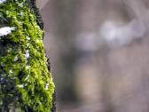 Įvairūs objektyvai fotoaparatams - nuotraukos Nr. 16