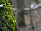 Įvairūs objektyvai fotoaparatams - nuotraukos Nr. 17