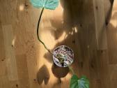 Philodendron fibrosum - nuotraukos Nr. 2