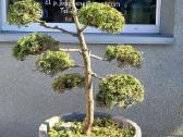 Tujų bonsai