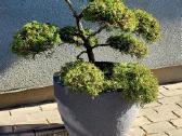 Tujų bonsai - nuotraukos Nr. 2