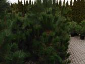 Medelynas: juodosios, kalninės pušys, rododendrai - nuotraukos Nr. 19