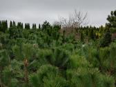 Medelynas: juodosios, kalninės pušys, rododendrai - nuotraukos Nr. 20