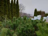 Medelynas: juodosios, kalninės pušys, rododendrai - nuotraukos Nr. 21