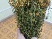 Laukinės rugštynės,dilgelė, garšva,kiaulpienė, - nuotraukos Nr. 4