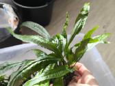 Akvariumo augalas Microsorum pteropus (Java fern) - nuotraukos Nr. 2
