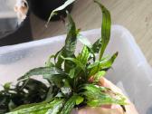 Akvariumo augalas Microsorum pteropus (Java fern) - nuotraukos Nr. 3