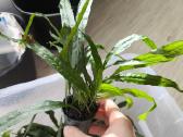 Akvariumo augalas Microsorum pteropus (Java fern) - nuotraukos Nr. 4
