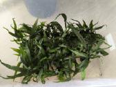 Akvariumo augalas Microsorum pteropus (Java fern)