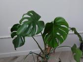 Kambarinė gėlė Monstera - nuotraukos Nr. 5