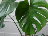 Kambarinė gėlė Monstera