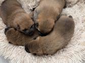 Shiba inu mažyliai - nuotraukos Nr. 7