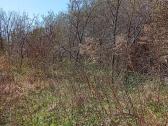 Parduodu Šaltalankių medžius issipjovimui