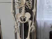 Mokomasis skeletas