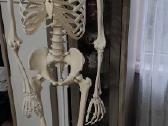 Mokomasis skeletas - nuotraukos Nr. 2