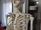 Mokomasis skeletas - nuotraukos Nr. 3