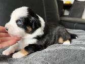 Mini Aussie /Miniatiūrinis amerikos avigan. /Mas - nuotraukos Nr. 3
