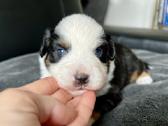 Mini Aussie /Miniatiūrinis amerikos avigan. /Mas - nuotraukos Nr. 4