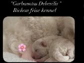 Kilmingieji garbanoti bišonai
