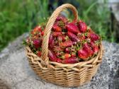 Žembraškės sodinukai (Daigai) Žemklunika, Kupčicha - nuotraukos Nr. 7