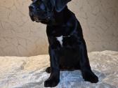 Cane Corso šuniukai iš veislyno „pašyurkhel" - nuotraukos Nr. 2