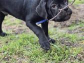 Cane Corso šuniukai iš veislyno „pašyurkhel"