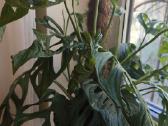Monstera Adansonii indonesian marble variegata