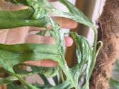 Monstera Adansonii indonesian marble variegata - nuotraukos Nr. 2