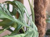 Monstera Adansonii indonesian marble variegata - nuotraukos Nr. 3