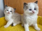 Ragdoll