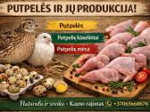 Putpeles,kiausiniai,skerdiena. - nuotraukos Nr. 2