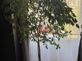 Ficus Benjamina medis virš 2 metrų