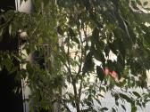 Ficus Benjamina medis virš 2 metrų - nuotraukos Nr. 2