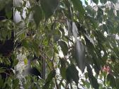 Ficus Benjamina medis virš 2 metrų - nuotraukos Nr. 3