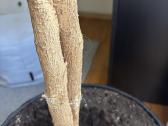 Ficus Benjamina medis virš 2 metrų - nuotraukos Nr. 5