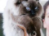 Parduodamas nuostabus Regdolo veislės katinėlis. - nuotraukos Nr. 4