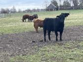 Angus, Angus x Hereford veislės buliukai - nuotraukos Nr. 2