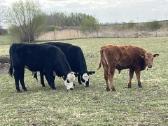 Angus, Angus x Hereford veislės buliukai - nuotraukos Nr. 3