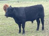 Angus, Angus x Hereford veislės buliukai
