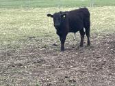 Angus, Angus x Hereford veislės buliukai - nuotraukos Nr. 5