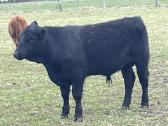 Angus, Angus x Hereford veislės buliukai - nuotraukos Nr. 4