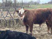 Angus, Angus x Hereford veislės buliukai - nuotraukos Nr. 6